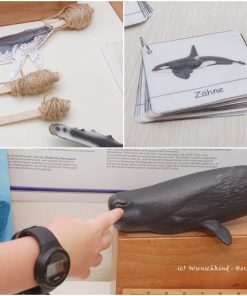 Nomenklaturkarten und Größenvergleich Wale